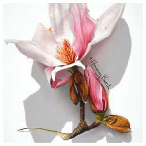 magnolia természetes antidepresszáns
